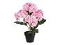 Een kunstmatige hortensia plant in een zwarte pot.