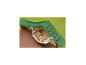 Een speelgoedeekhoorn in een witte hangmat op een houten boomhut met groen dak.