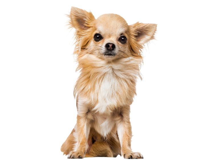 Een beige chihuahua zittend, kijkt naar de camera.