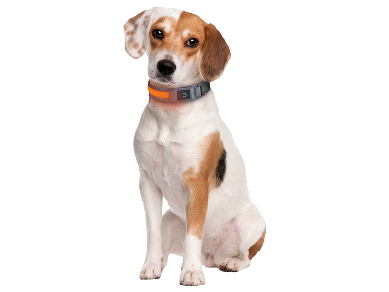 Ga naar volledige schermweergave: zoofari® LED hondenhalsband - afbeelding 6