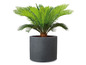 Een groene palm in een ronde, grijze pot.