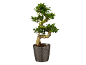 Bonsaiboom in een grijze pot met spiraalpatroon.