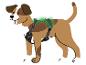 Bruin-wit gevlekte hond met een groen lichtgevend harnas.