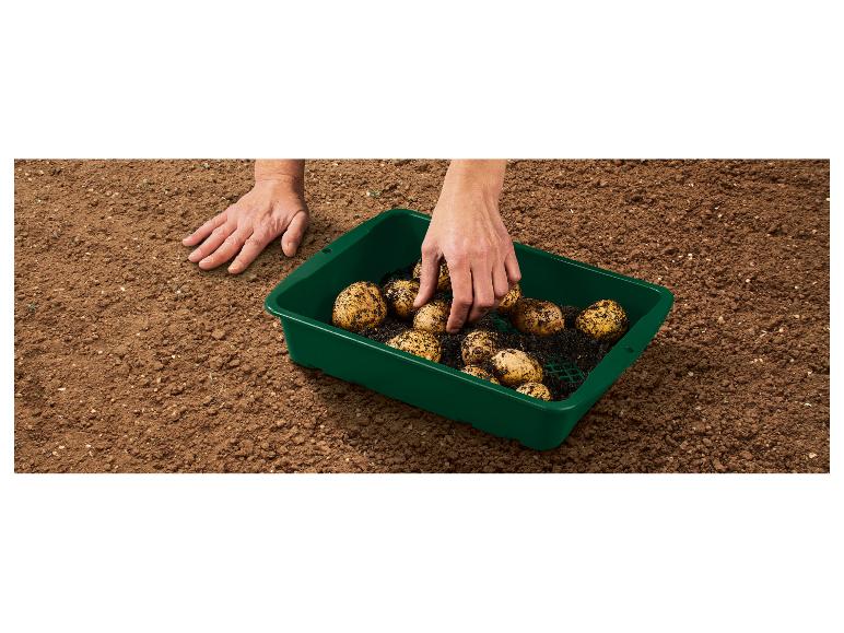 Aardappelplanten: groene bak en aarde.