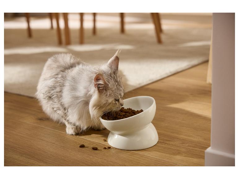Zilverkleurige kat buigt over een witte kom met droogvoer op een houten vloer.