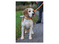 Een Beagle op een oranje halsband, aangelijnd, kijkt naar rechts.