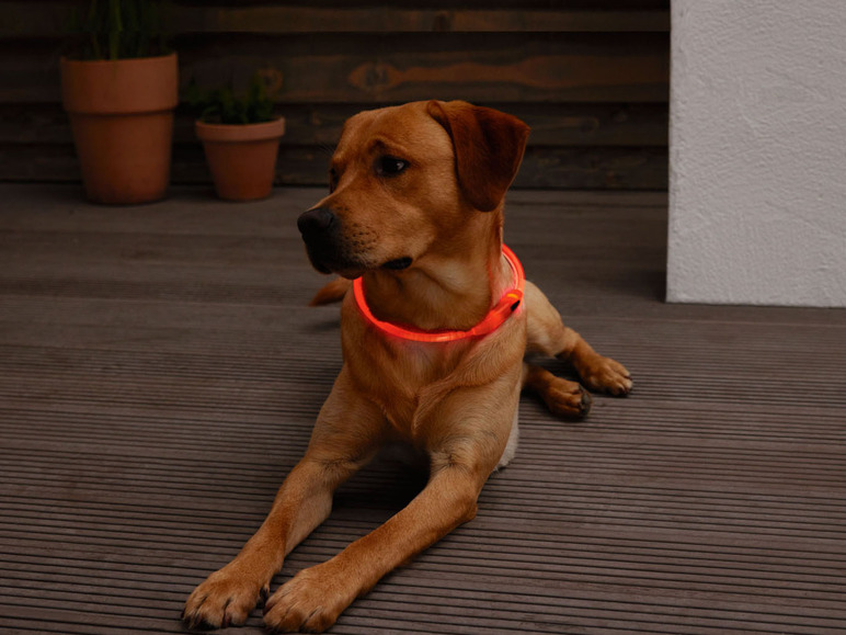 Ga naar volledige schermweergave: Zoofari LED hondenhalsband - afbeelding 4