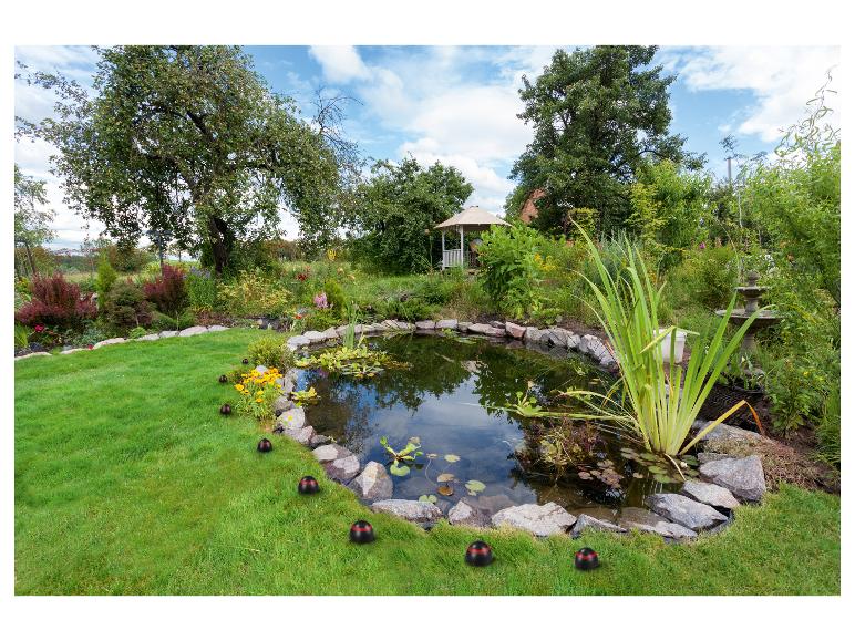 Tuinvijver met waterlelies, omringd door gras, bomen en decoratieve verlichting.