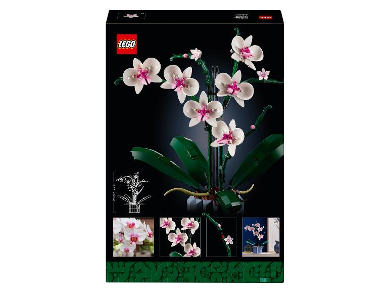 Orchidee - 10311