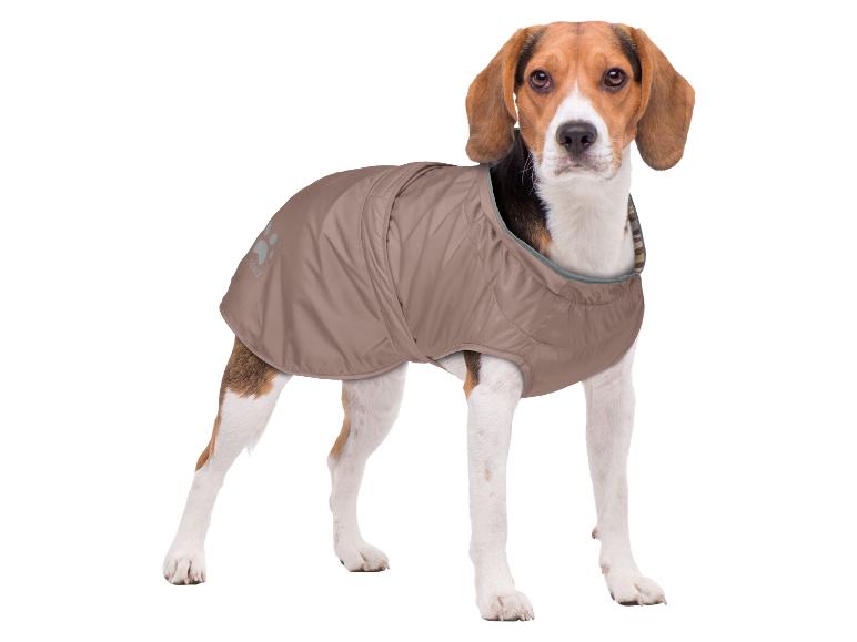 Beagle hond in een bruine hondenjas, staand en recht vooruit kijkend.