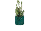 Laurierplant in een groene, vilten pot