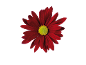 Rode margriet met geel hart.