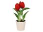 Rode tulpen in een pot met zwarte aarde