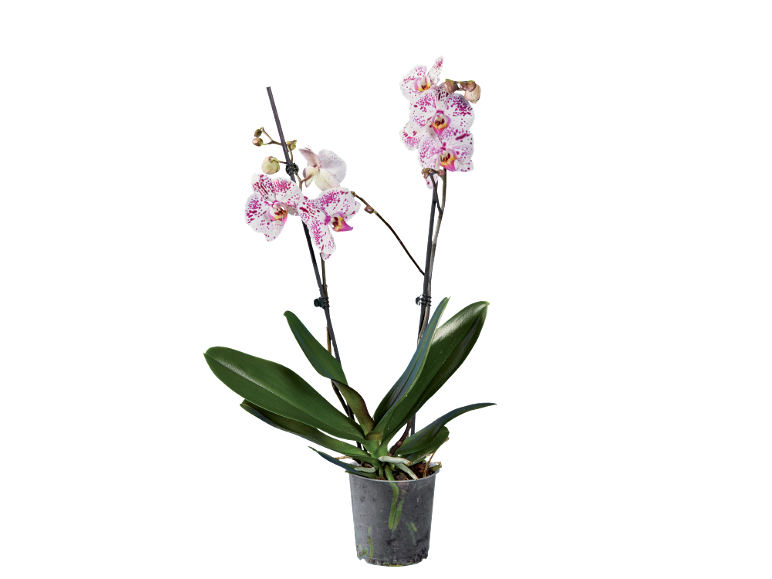 Phalaenopsis orchidee met witte bloemen en paarse vlekken in transparante pot.