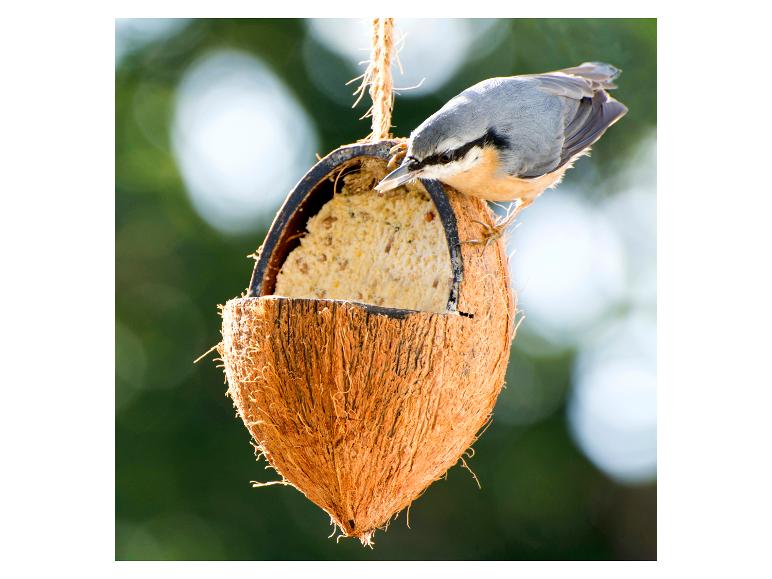 Boomklever voedt zich uit een kokosnoot vogelvoeder gevuld met vet.