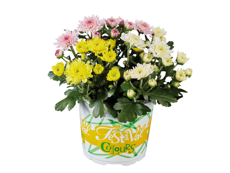Potchrysanten met roze, gele en witte bloemen, met de tekst 'Festival Colours'.