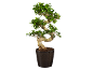 Bonsaiboom in een donkere pot met groene bladeren op een zwarte achtergrond.