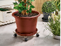 Grote bruine plantenpot met een groene plant op een verrijdbare onderzetter, naast andere potplanten.