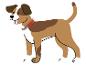 Lachende hond met bruin-witte vacht en een lichtgevende halsband.
