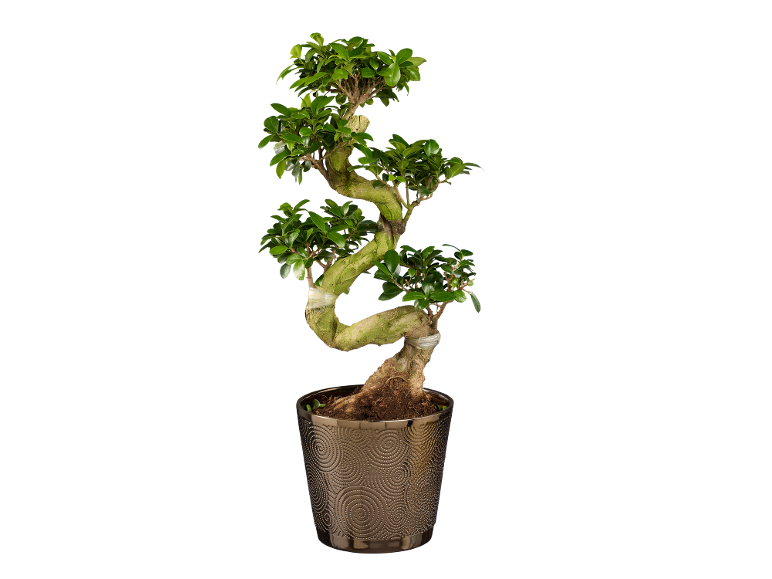 Bonsaiboom in een decoratieve pot met spiraalpatroon