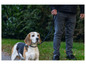 Een Beagle op een riem, gefotografeerd in een park.
