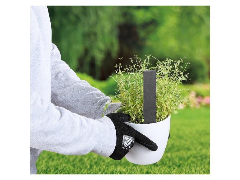 Kruidenplant in pot met label.