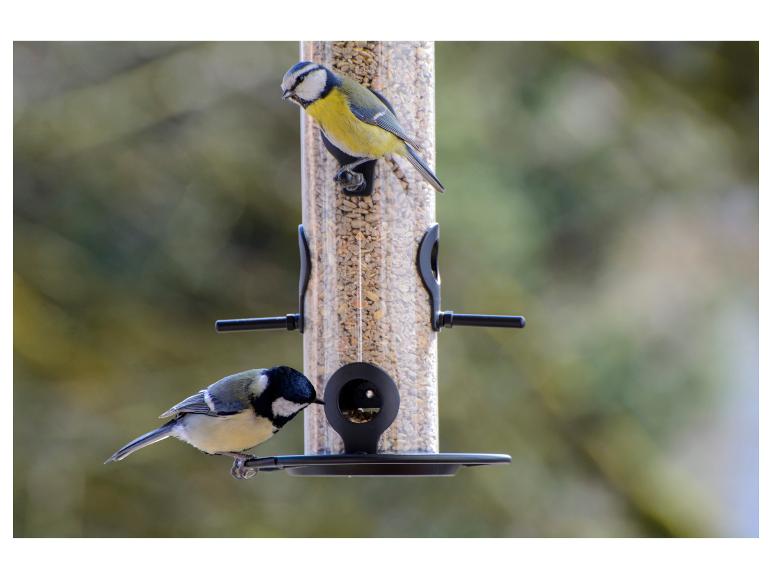 Twee mezen op een vogelvoederhuisje, met een pimpelmees en een koolmees.