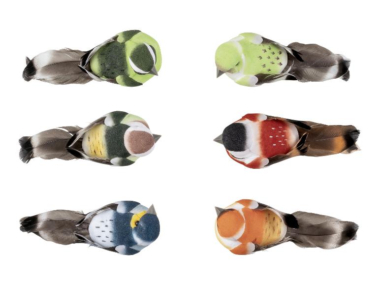 Zes kleurrijke vogels met verenstaarten