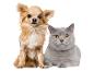 Chihuahua hond en grijze kat poseren samen op een witte achtergrond.