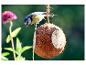 Pimpelmees op kokosnoot vogelvoeder met roze bloem op de achtergrond.