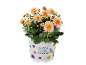 Chrysant met oranje bloemen in een witte pot met de tekst 'SEASONAL COLOURS CHRYSANTHEMUM'.