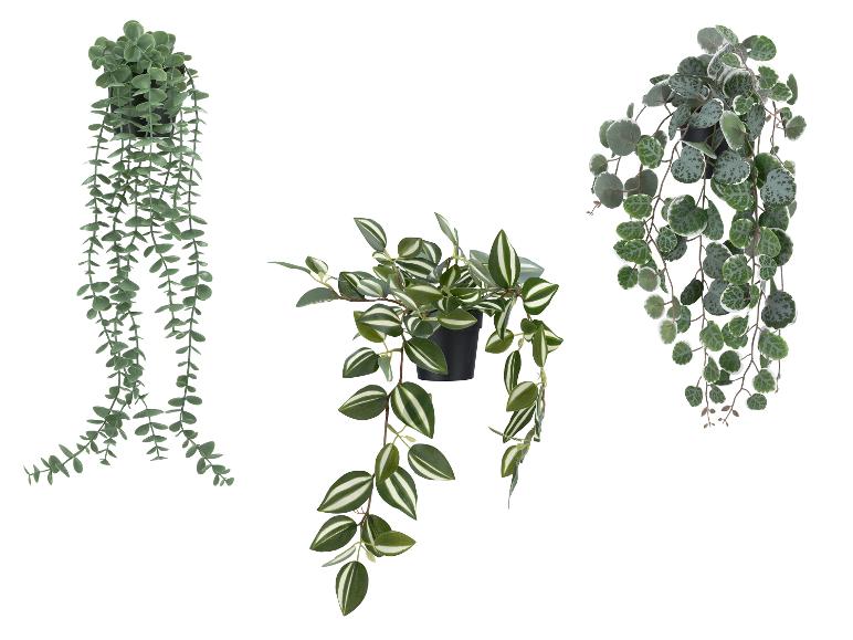 Drie hangplanten in potten: één met kleine ronde bladeren, één met gestreepte bladeren en één met patroonbladeren.