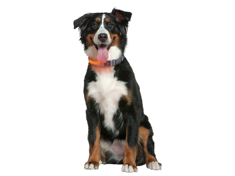 Ga naar volledige schermweergave: zoofari® LED hondenhalsband - afbeelding 10