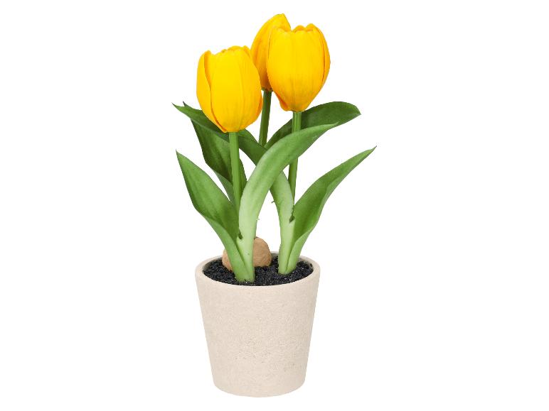 Gele tulpen in een pot