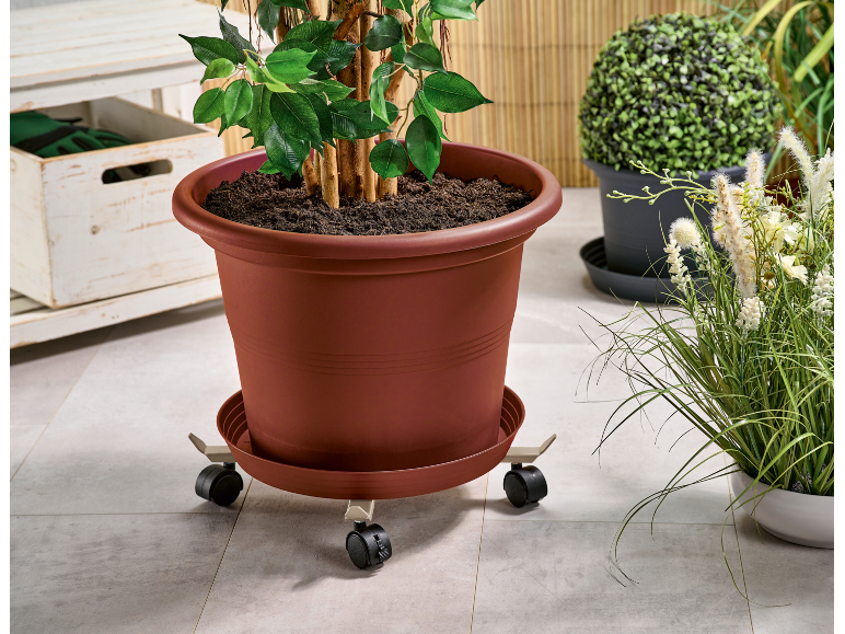 Grote bruine plantenpot met een groene plant op een verrijdbare onderzetter, naast andere potplanten.