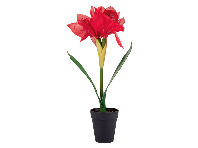 Een rode amaryllis plant in een zwarte pot.