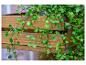 Groene hangplant met kleine ronde bladeren die over houten planken vallen.
