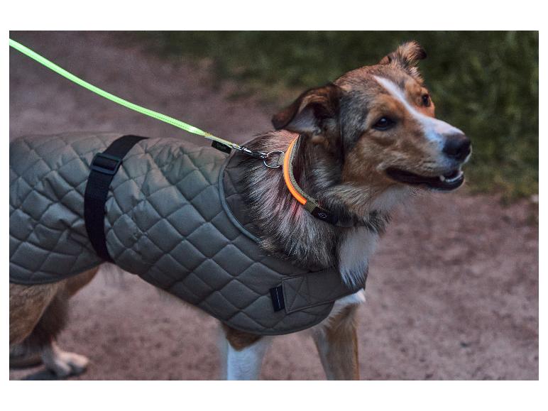 Hond met reflecterende jas en verlichte halsband wandelt in de schemering.