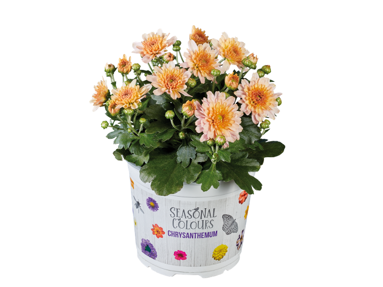 Chrysant met oranje bloemen in een witte pot met de tekst 'SEASONAL COLOURS CHRYSANTHEMUM'.
