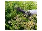 Een hand met een Parkside snoeischaar knipt een tak van een struik met witte bloemen.