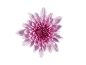 Roze chrysant op zwarte achtergrond.