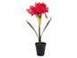 Een rode amaryllis plant in een zwarte pot.