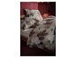Bloemenprint beddengoed op een houten bed.