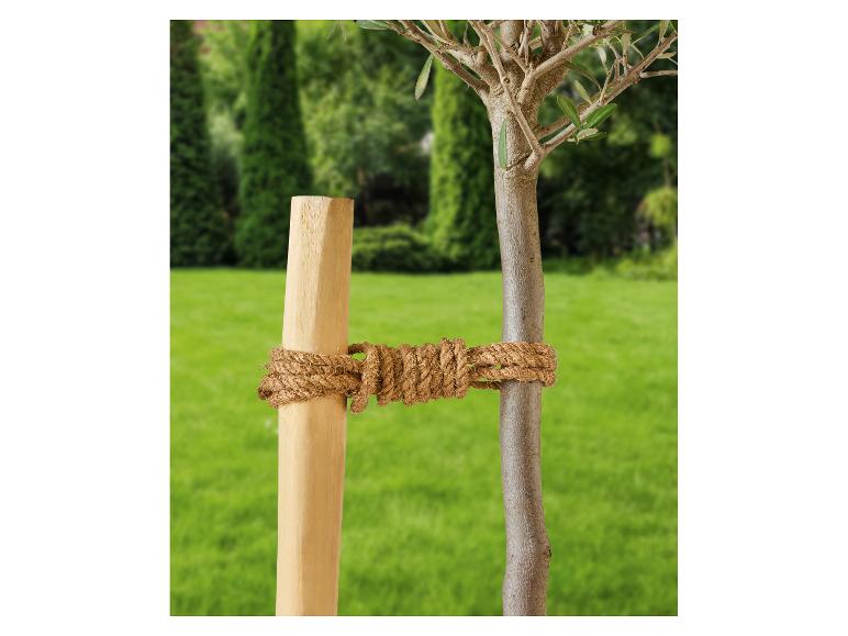 Jonge olijfboom vastgebonden aan een houten paal met touw, tegen een groene grasmat.