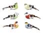 Zes pluche vogels met gekleurde veren en een clip.