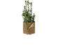 Laurierplant in een pot van natuurlijke vezels.