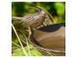 Decoratieve metalen vogel op een vogelbad met een groene tuinachtergrond.