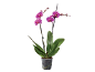 Fuchsia orchidee in transparante pot met groene bladeren en knoppen.