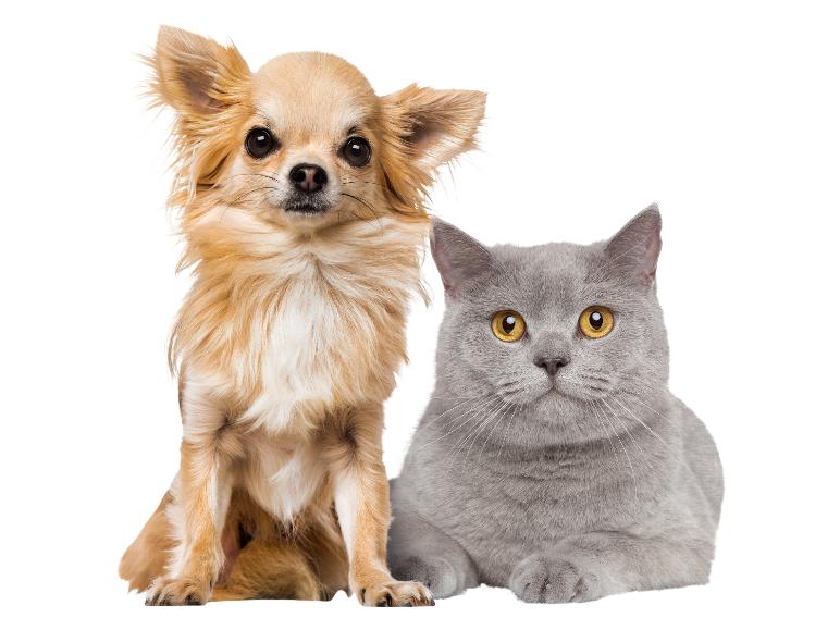 Een chihuahua-hond en een grijze kat met gele ogen kijken naar de camera.