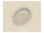 Open verfblik met wervelende beige verf, gelabeld 'Sweet Sesame' van 'The Color Kitchen'.